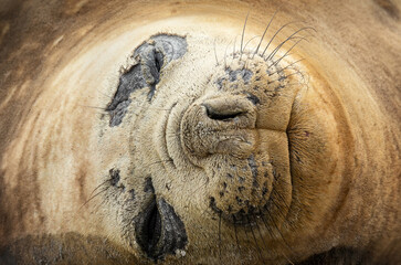 Obraz premium Portrait of a Southern Elephant Seal during molting season in the Falkland Islands