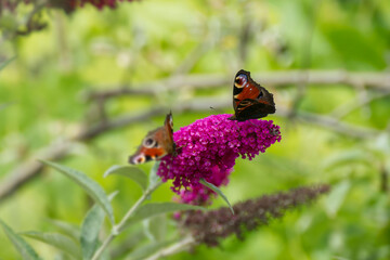 European peacock butterfly (Aglais io) perched on summer lilac in Zurich, Switzerland