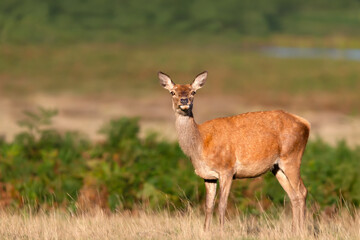 Red deer hind standing in autumn meadow