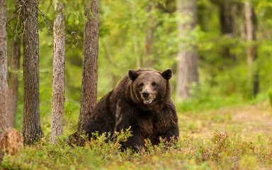 Fototapeta premium Eurasian brown bear sitting in a quiet boreal forest