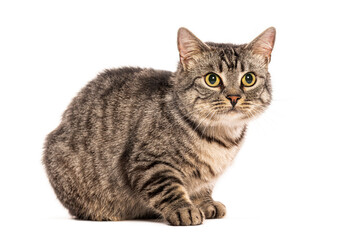 European cat sitting and staring with intense gaze on white background