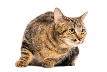 European cat sitting and observing on white background