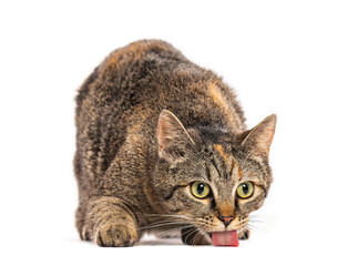 Fototapeta premium European cat licking its nose on white background