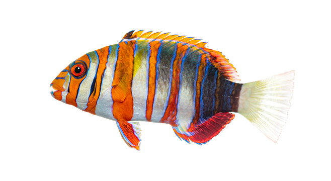 Harlequin tuskfish, choerodon fasciatus, swimming in white background