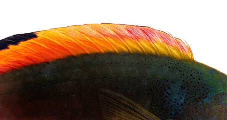 Close up of vibrant scott's wrasse dorsal fin showing intricate details