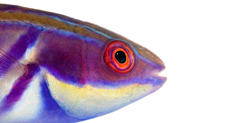 Laboute's wrasse showing its purple, blue, and yellow colors