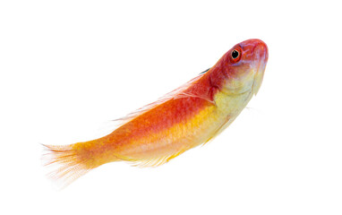 Obraz premium Deepwater wrasse swimming isolated on white background