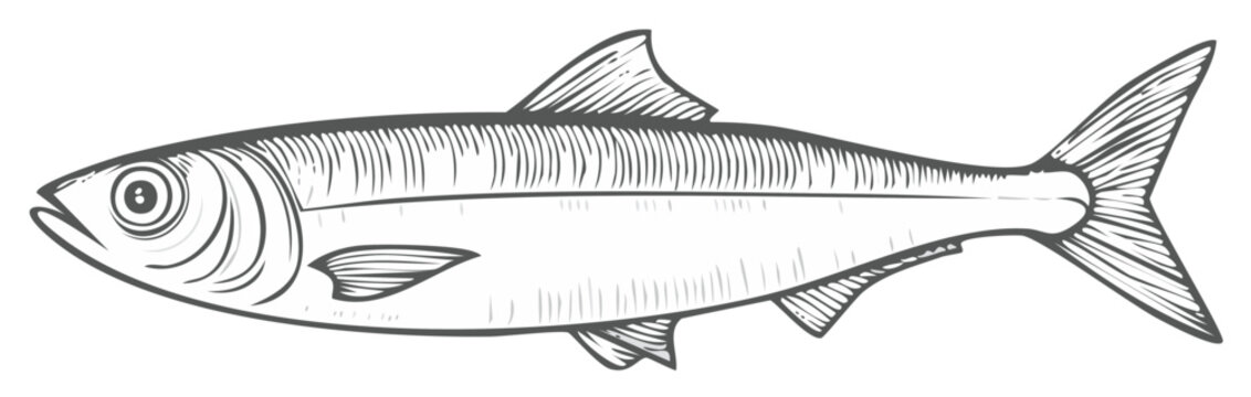 Elegant hand drawn herring illustration for seafood menu or culinary design element