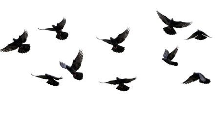 A dynamic flock of black doves with iridescent feathers in various stages of flight, soaring against a transparent seamless studio background. Concept of peace and boundless freedom