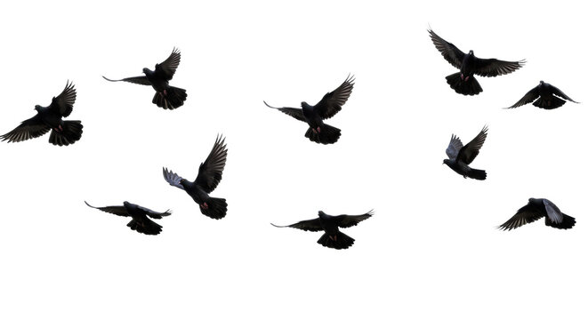 A dynamic flock of black doves with iridescent feathers in various stages of flight, soaring against a transparent seamless studio background. Concept of peace and boundless freedom - Powered by Adobe