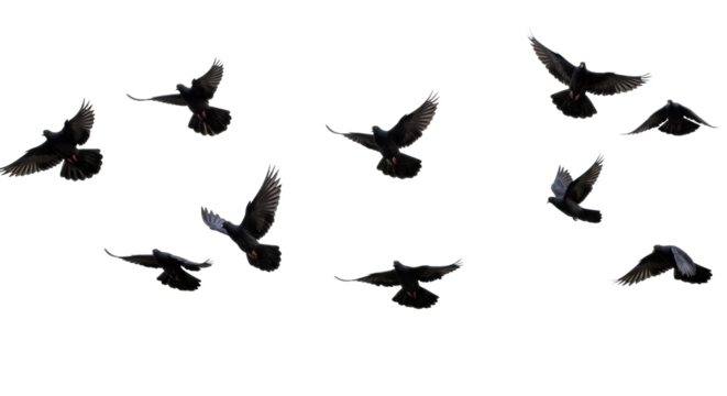 A dynamic flock of black doves with iridescent feathers in various stages of flight, soaring against a transparent seamless studio background. Concept of peace and boundless freedom - Powered by Adobe