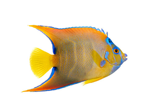 Sub adult queen angelfish swimming on white background