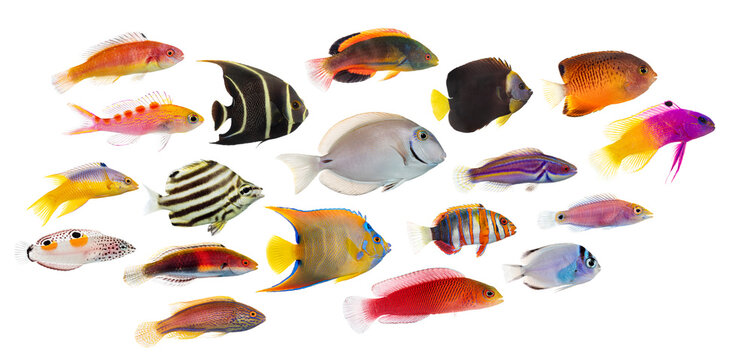 Colorful tropical fish swimming on white background