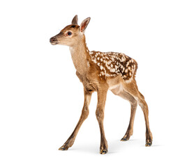 Naklejka premium Few hours old red deer fawn walking on white background