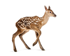 Red deer fawn, cervus elaphus, taking its first steps, few hours old, isolated on white