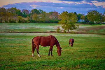 Naklejka premium Two thoroughbred horse grazing in the early morning.
