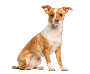 Small brown and white dog sitting on white background