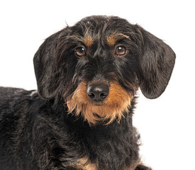 Wire haired dachshund posing on white background