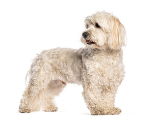 Lovely white dog standing and looking back on white background