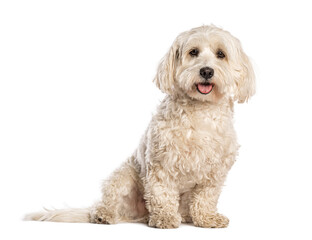 Adorable white dog sitting and panting on white background