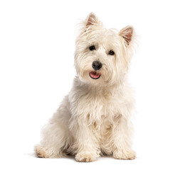 West highland white terrier sitting and panting on white background