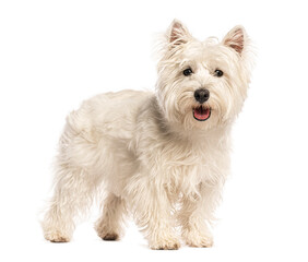 West highland white terrier standing and panting on white background
