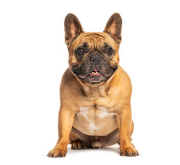 French bulldog sitting and panting on white background