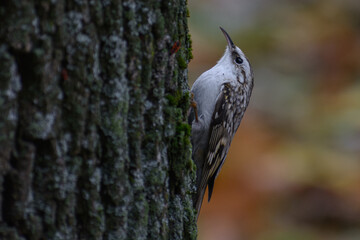 bird on a tree