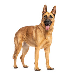Belgian malinois shepherd dog standing and panting on white background