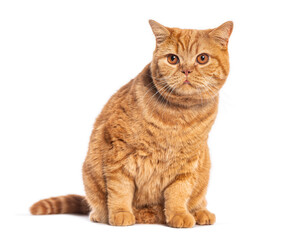 Obraz premium British shorthair cat sitting and looking forward on white background