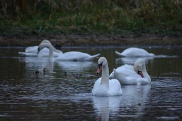 swans on the lake