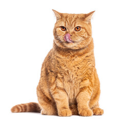British shorthair cat licking its nose on white background