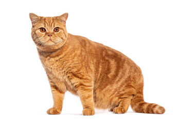 British shorthair cat sitting and posing on white background