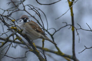sparrow on branch