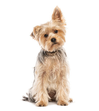 Yorkshire terrier dog sitting and raising one ear on white background
