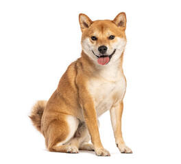Shiba inu dog sitting and panting on white background