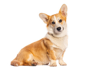 Welsh corgi pembroke sitting and looking backwards on white background