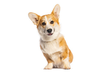 Adorable welsh corgi pembroke sitting and panting on white background