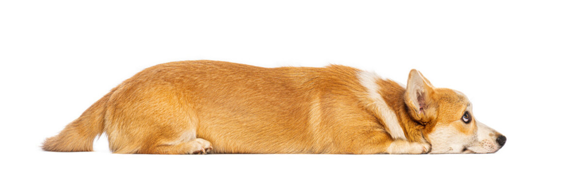 Welsh corgi pembroke lying down and looking away on white background