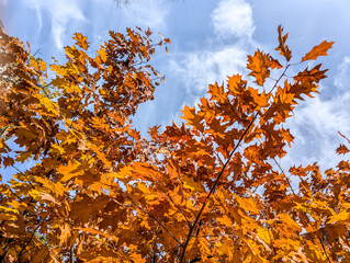 Foliage in the park. Autumn fall leaves of maple trees. Natural background Branches foliage on blue sky backdrop. Leaf colorful mood.