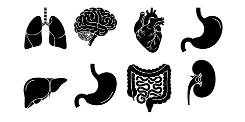 Collection of human internal organ silhouettes including brain lungs heart stomach liver kidneys and intestines