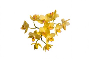 Beautiful yellow orchid flower blooming isolated on white background closeup view