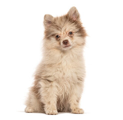 Adorable pomeranian puppy sitting and looking forward on white background
