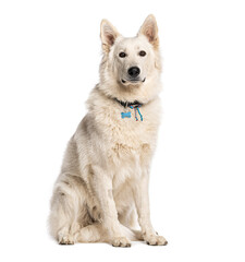 White swiss shepherd dog sitting and wearing a collar