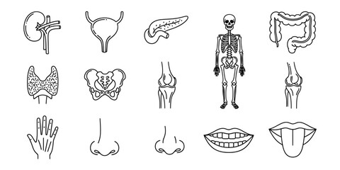 Human anatomy medical icons outline set for education