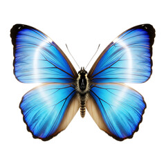 Fototapeta premium A vividly colored butterfly with striking blue wings displayed against a stark black background image