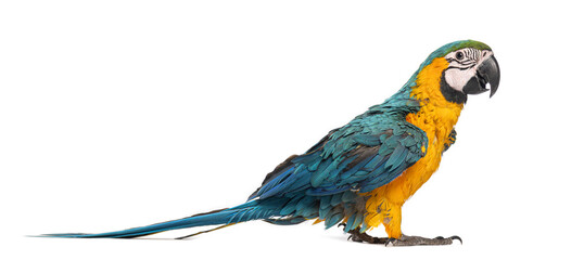 Eight month old blue and yellow macaw, ara ararauna, posing on white background