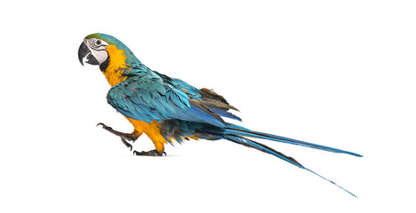 Eight month old blue and yellow macaw walking on white background