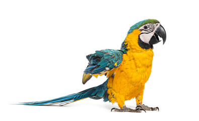 Eight month old blue and yellow macaw, ara ararauna, standing on white background