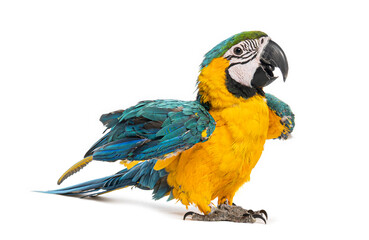 Young blue and yellow macaw ara ararauna with open wings on white background